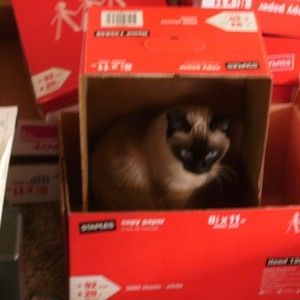 Meet your Posher, Paula